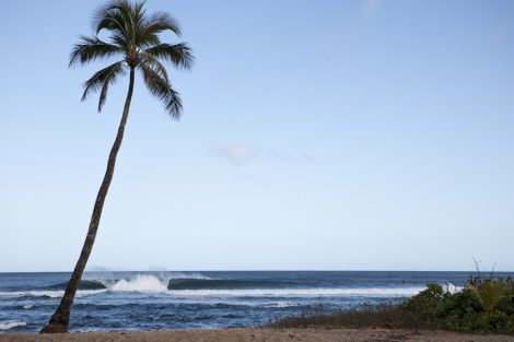 "Palm Shores" Surf Art by EDA Surf.