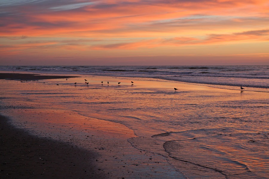 "Birds Of Dawn" Sunset Art by EDA Surf.