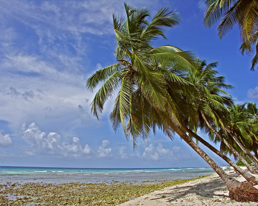 "Bajan Palms" Caribbean Art by EDA Surf.
