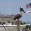 "American Pelican" Coastal Art by EDA Surf