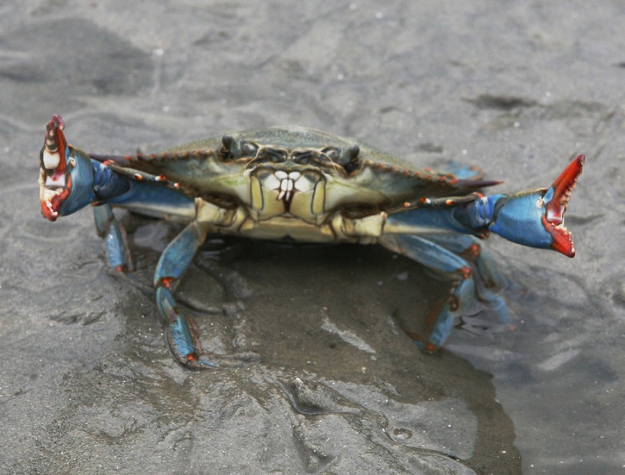 Blue Crab Art