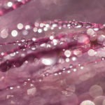 pink spring droplet art