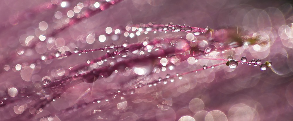 pink spring droplet art