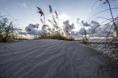 morning in the dune coastal art
