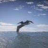 pelican sea life photography art