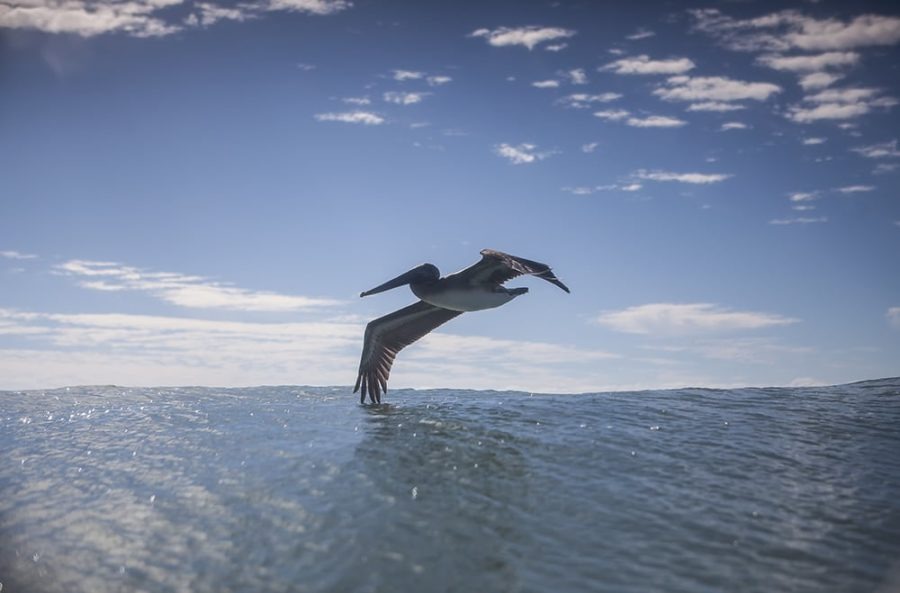 pelican sea life photography art