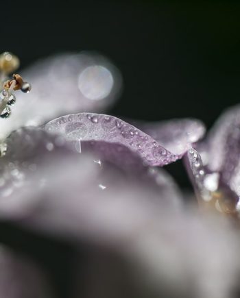 Floral Droplet Photography