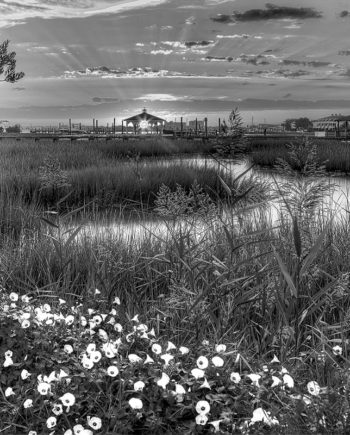 Sunbeams in the Marsh Black and White Photography
